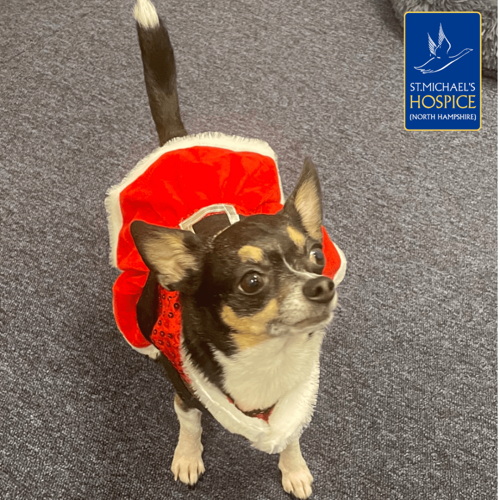 Polly, our Pets as Therapy dog, dressed in a red and white Christmas dress ready to see patients